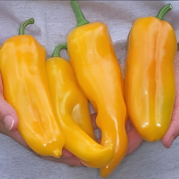 100ct Giant Golden Marconi Sweet Pepper Seeds – Sweet Super Mild Heirloom Pepper