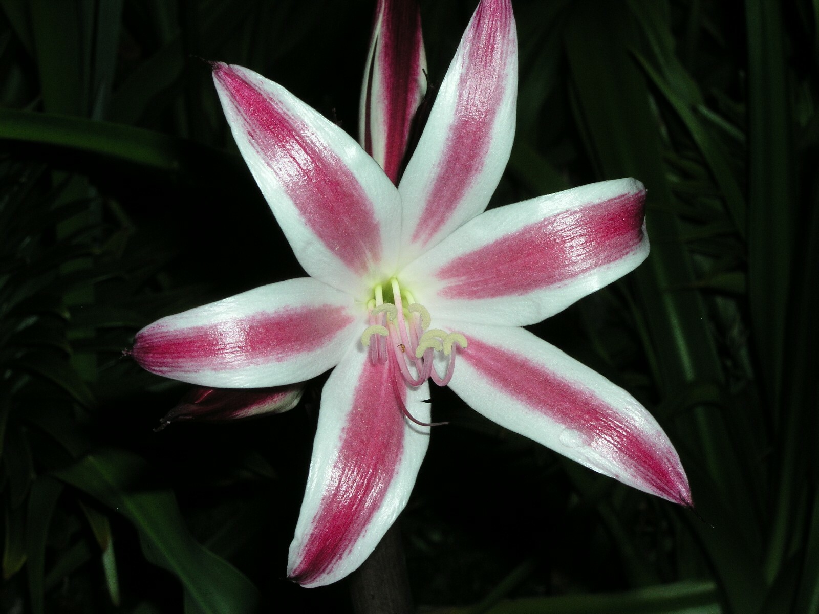 Crinum Lily, Zeylanicum, species, medium-size bulb, NEW