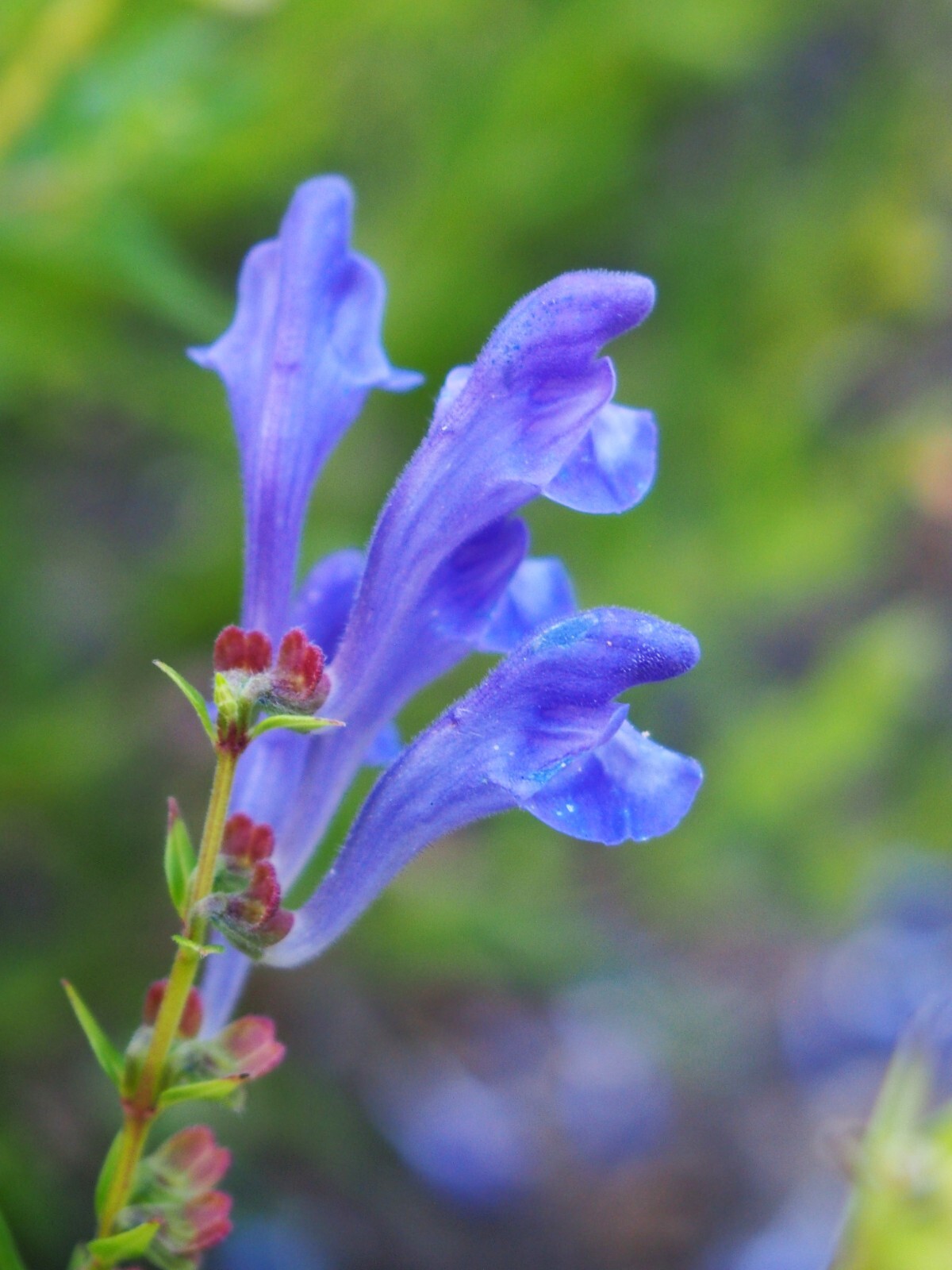 250 Scutellaria baicalensis Seeds – Baikal Scullcap Seeds – Medicinal Herb