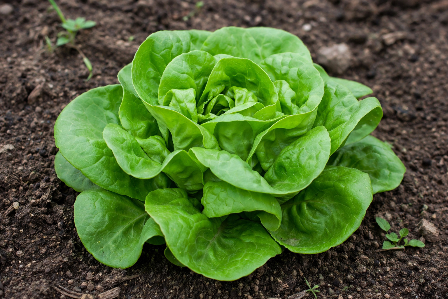 1250 Heirloom Butterhead Buttercrunch Lettuce Seeds – Organic NonGMO Gourmet