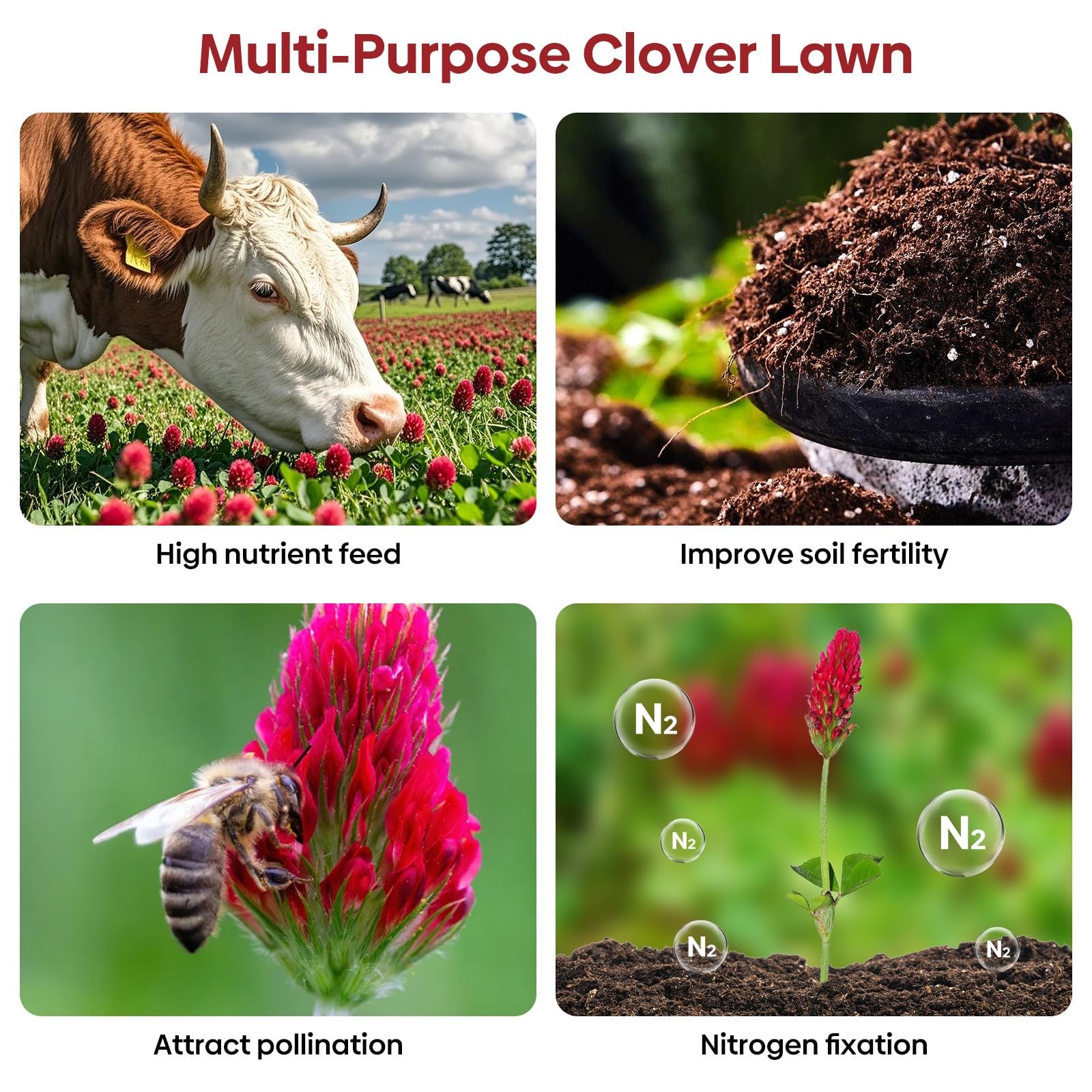Annual Crimson Clover Seeds, 2 lbs, Trifolium Incarnatum Seeds for Lawn, Attr…