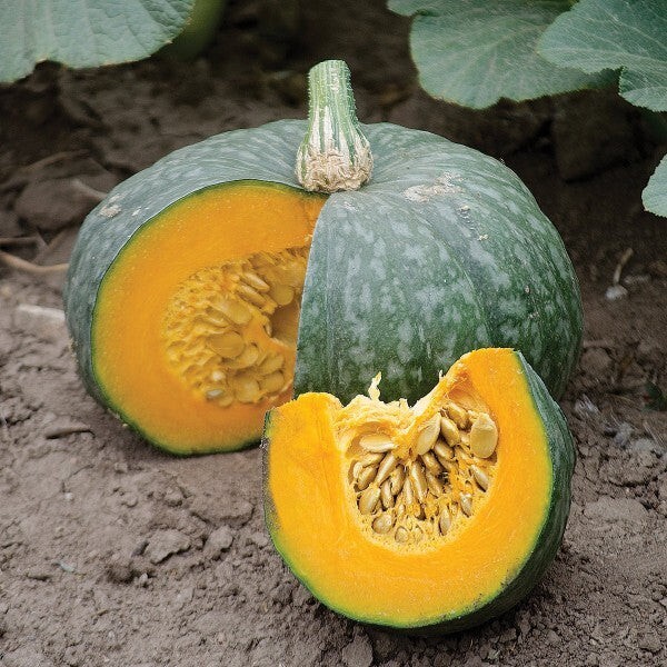 5 Pumpkin Seeds Japanese Pumpkin, Bengali Sweet Pumpkin, Indian Sweet Pumpkin