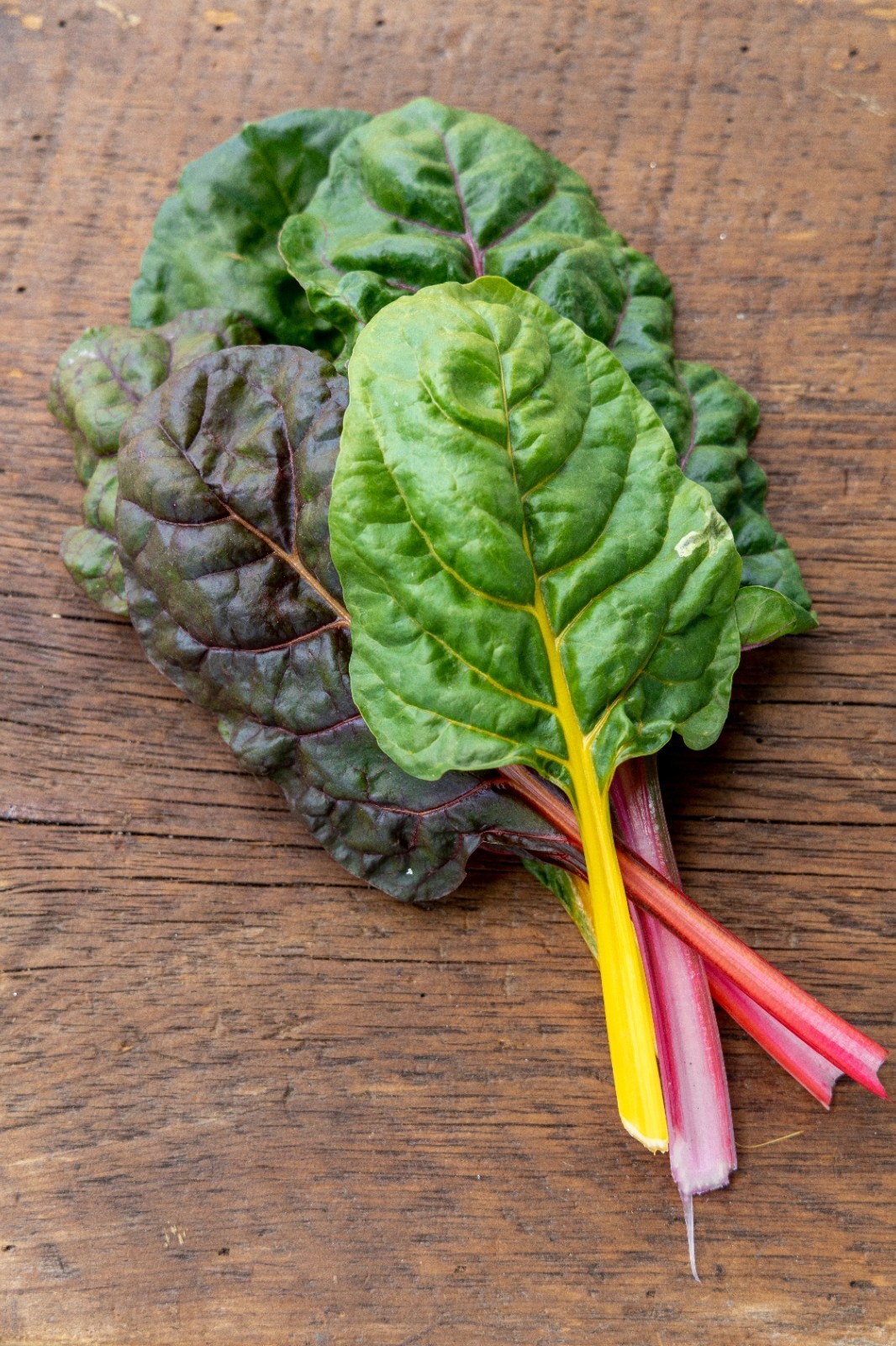 Swiss Chard Seeds Five Color Silverbeet Heirloom Non GMO Open Pollinated