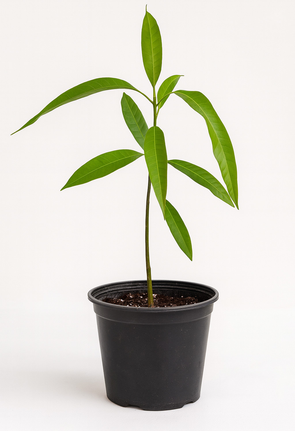 Coconut Cream Mango Tree Seedling – Live Tropical Starter Plant – Healthy Young