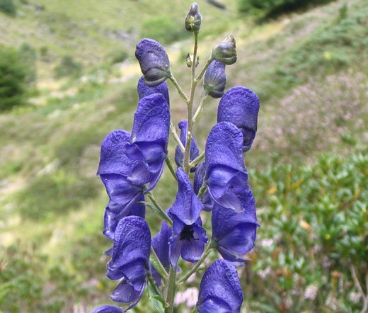 MONKSHOOD BLUE Aconitum Napellus – 20 Seeds
