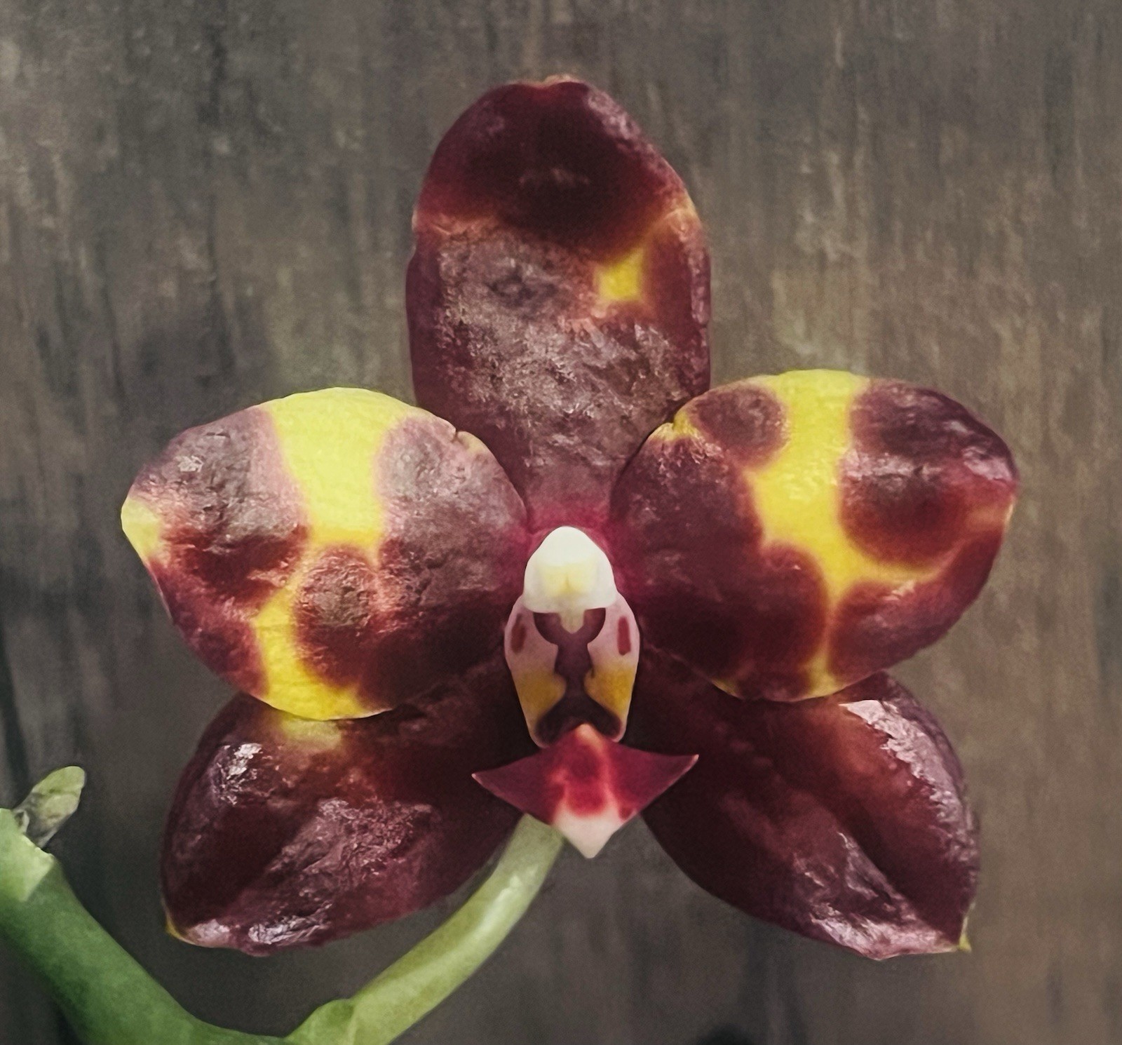 Phal. Lyndon Tai Chi, Blooming Size, FREE Shipping