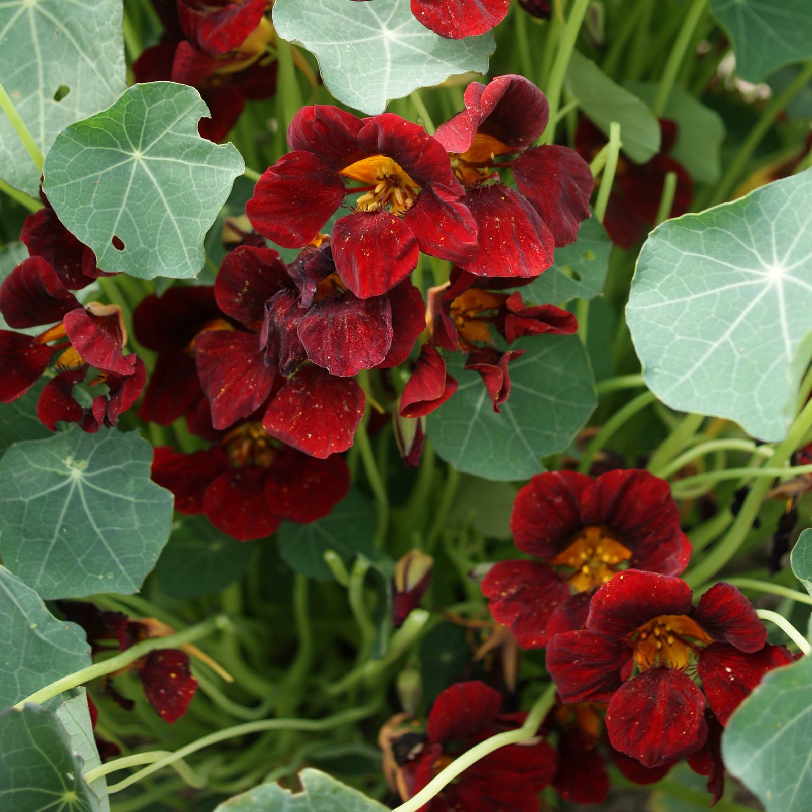 200 Seeds Mahogany Nasturtium Seeds For Planting – Black Velvet Nasturtium