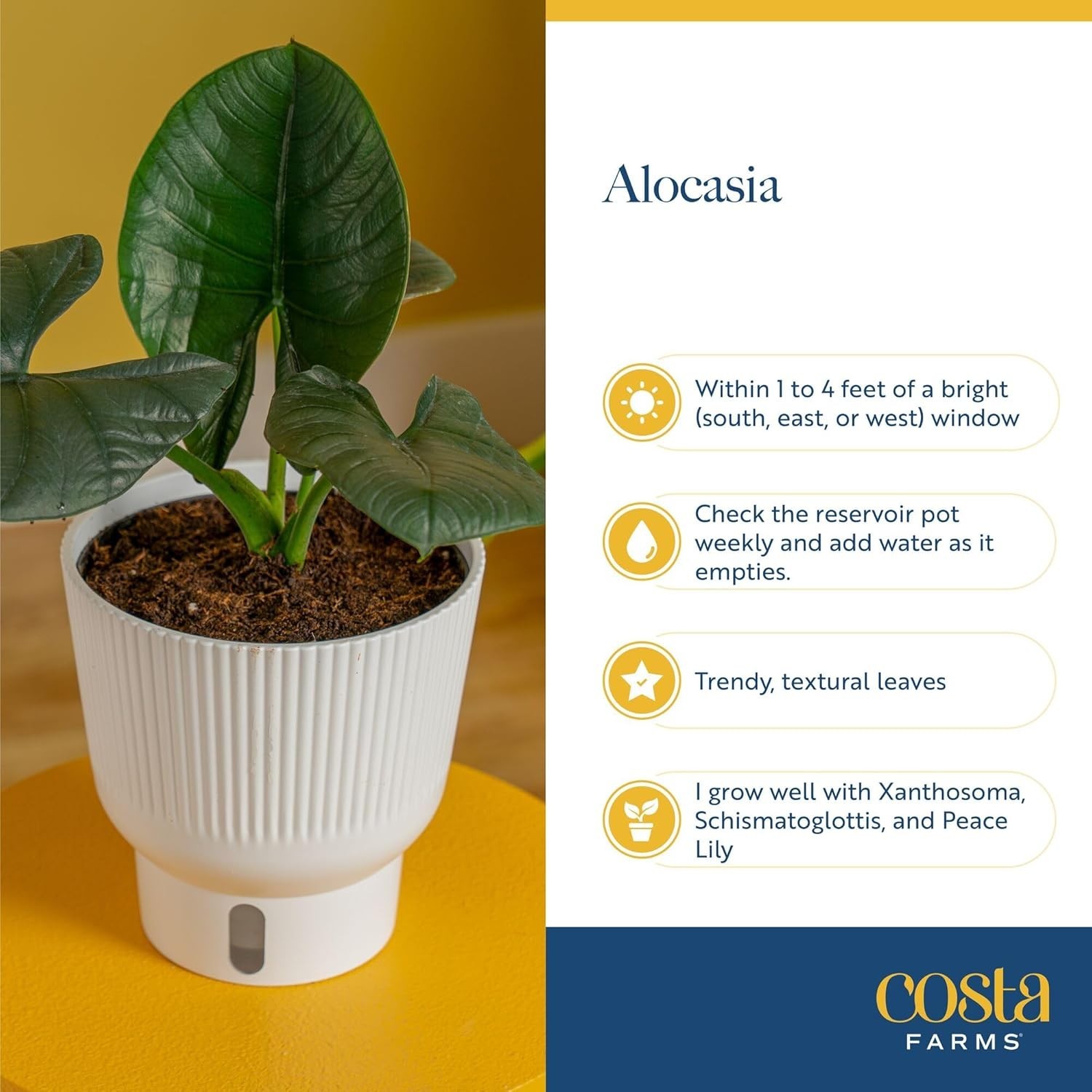 Live Alocasia Reginae Houseplant – Stunning Blue-Gray Foliage, 12-18″ Tall