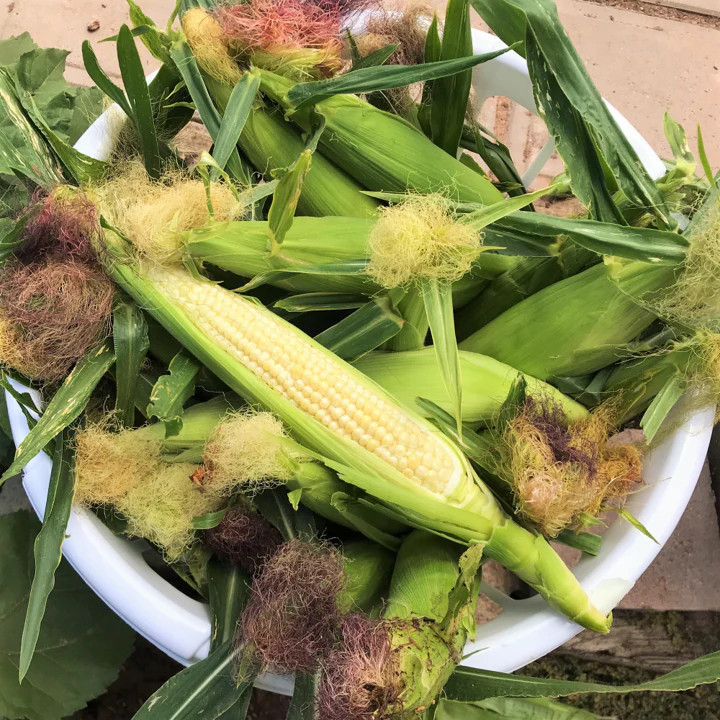 Baby Corn Seeds | Completely Edible White Asian Japanese Hulless Corn Seeds 2024