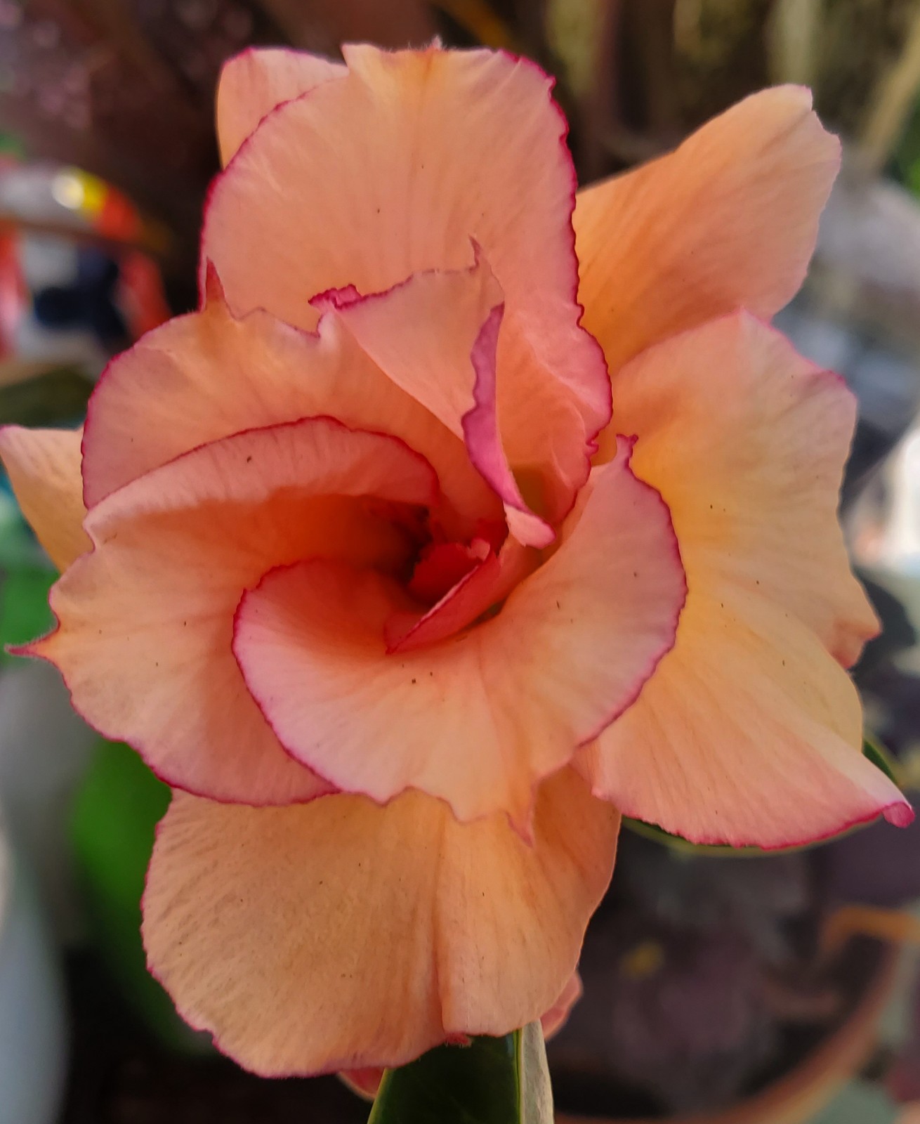 desert rose Adenium obesum plant SHERBET peach/ pink LARGE New stock “E”