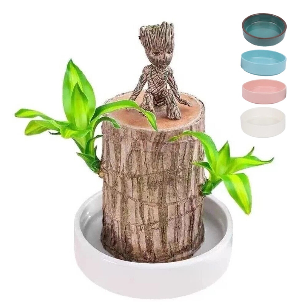 Brazilian Wood Plant Water Raise Mini Brazil Lucky Wood Potted Tree Indoor Decor