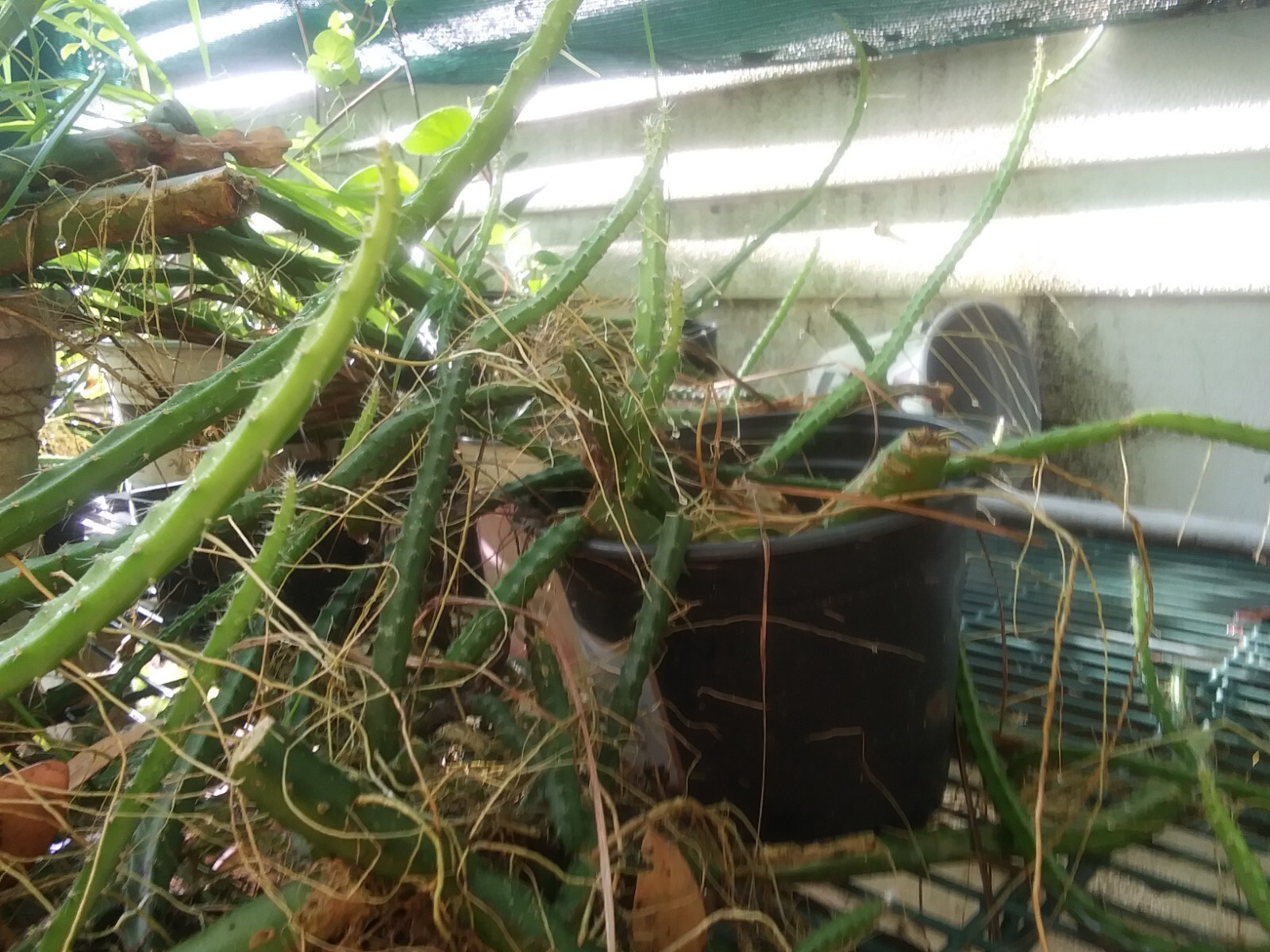 8 Night Blooming Cereus Cactus Rooted Healthy Cuttings!!! Very Easy to Grow