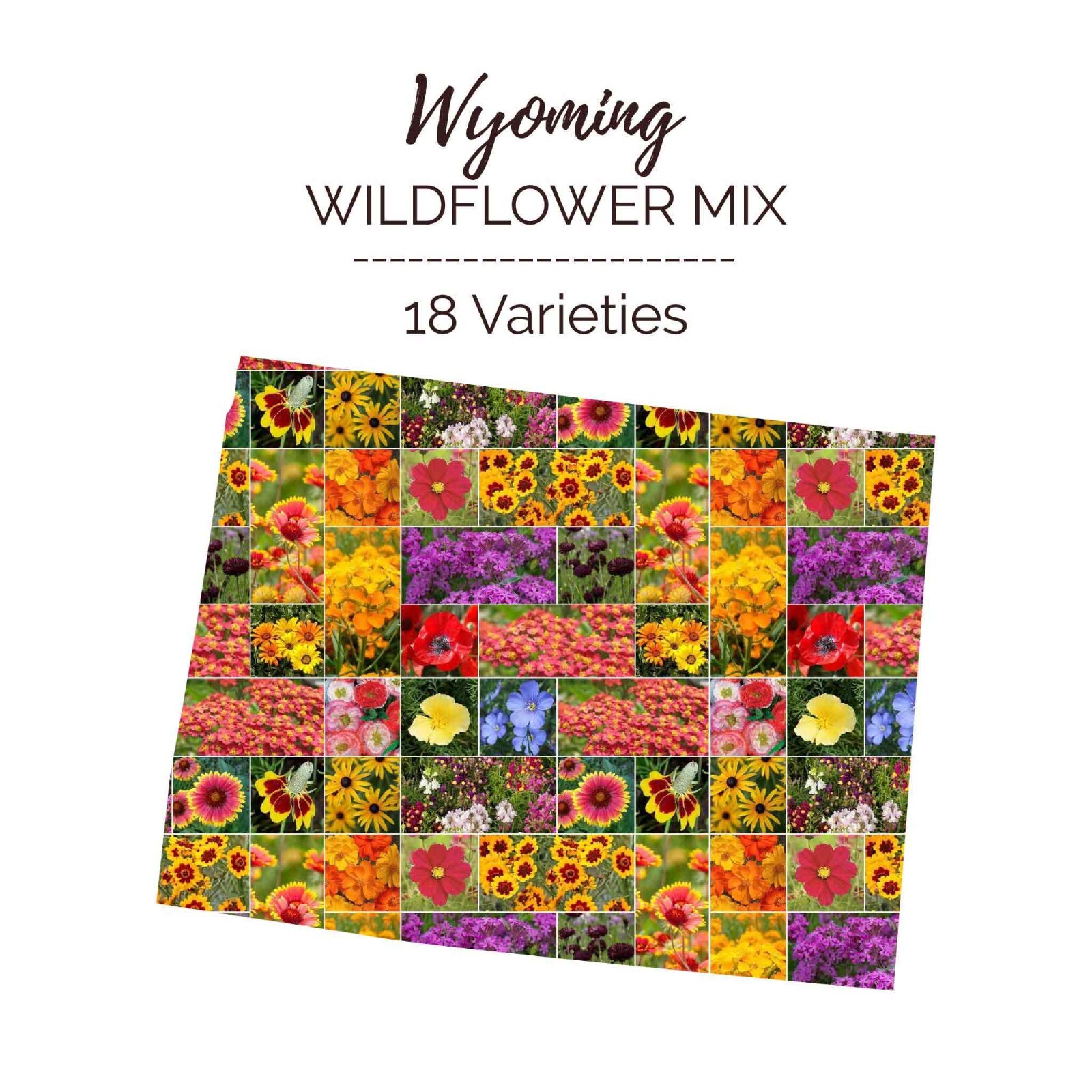 Wildflower WYOMING State Flower Mix Perennials & Annuals USA Non-GMO 1000 Seeds!