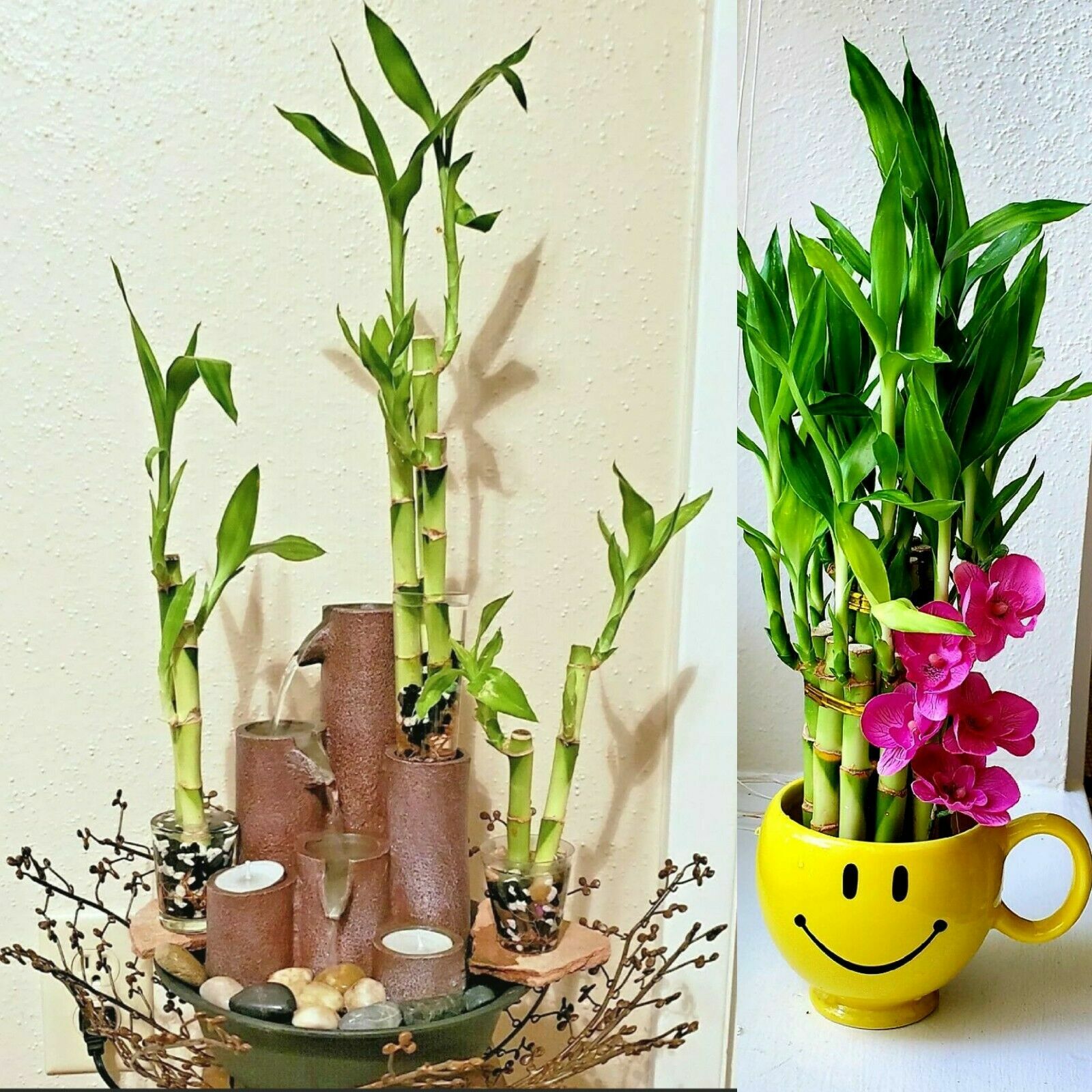 7 Lucky Bamboo Plant 4″ Stalks, Feng Shui, GIFT, LIVE PLANT, Wedding Favors