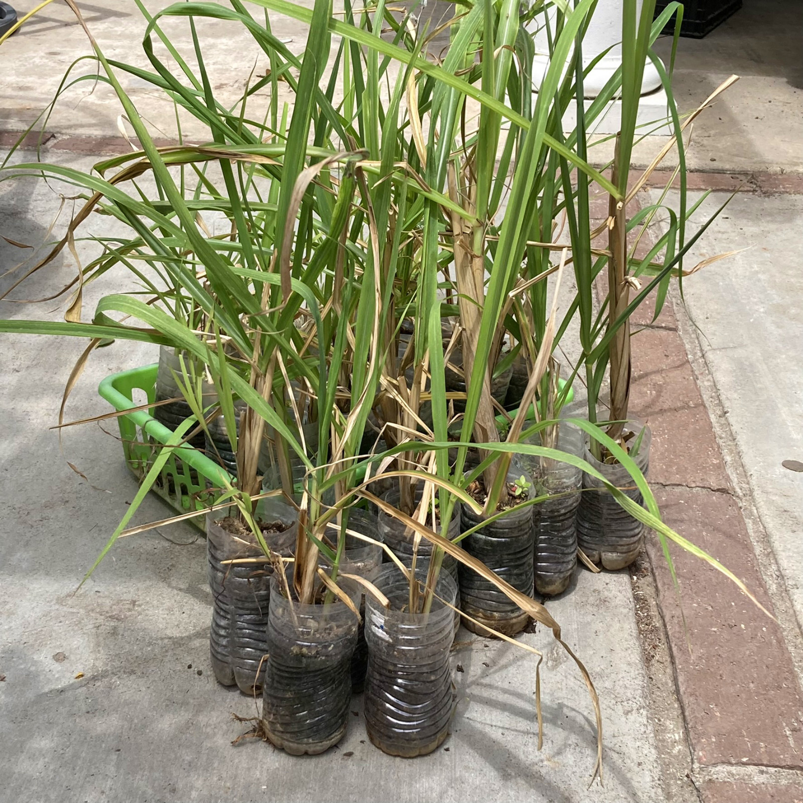 1 Rooted Green Yellow Sugar Cane Rooted Plants Juicing Chewing Sugarcane Organic