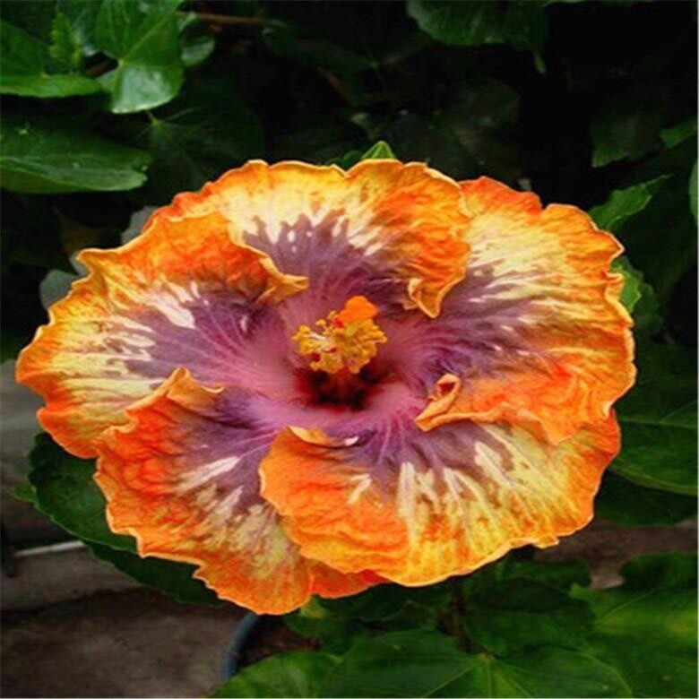 20 MIXED COLOR SEEDS HIBISCUS flower exotic bloom garden/house plant USA Seller