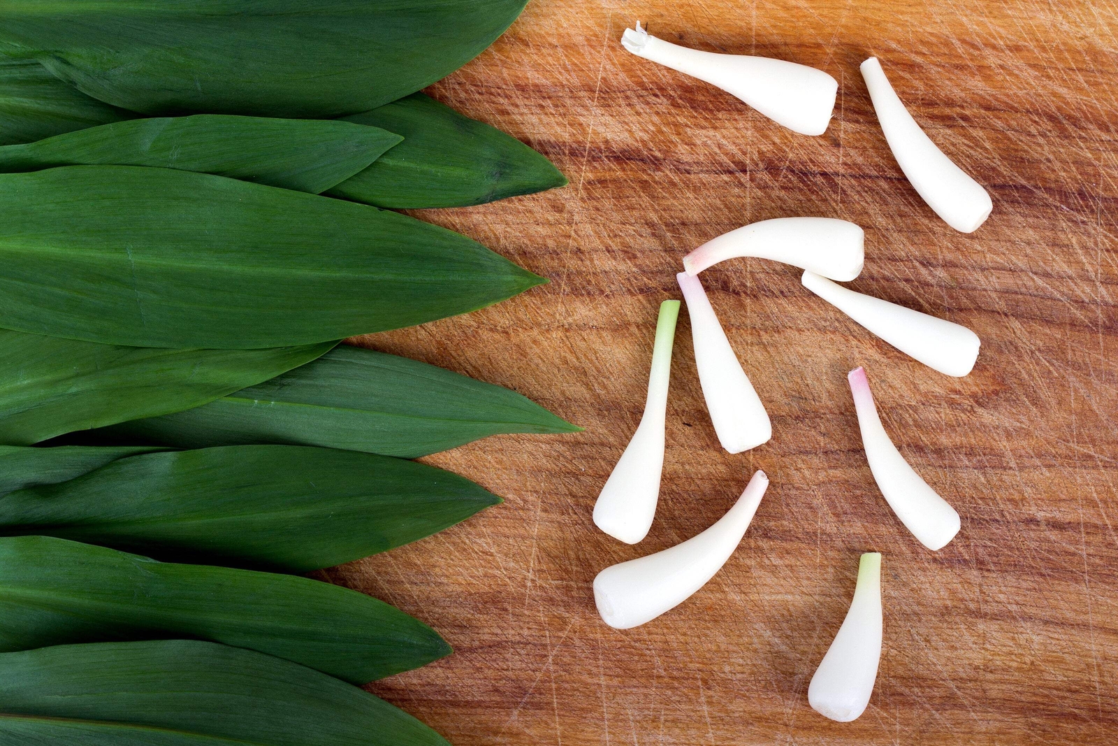 20 RAMP / WILD LEEK Allium Tricoccum Ramps Vegetable Herb Shade Flower Seeds
