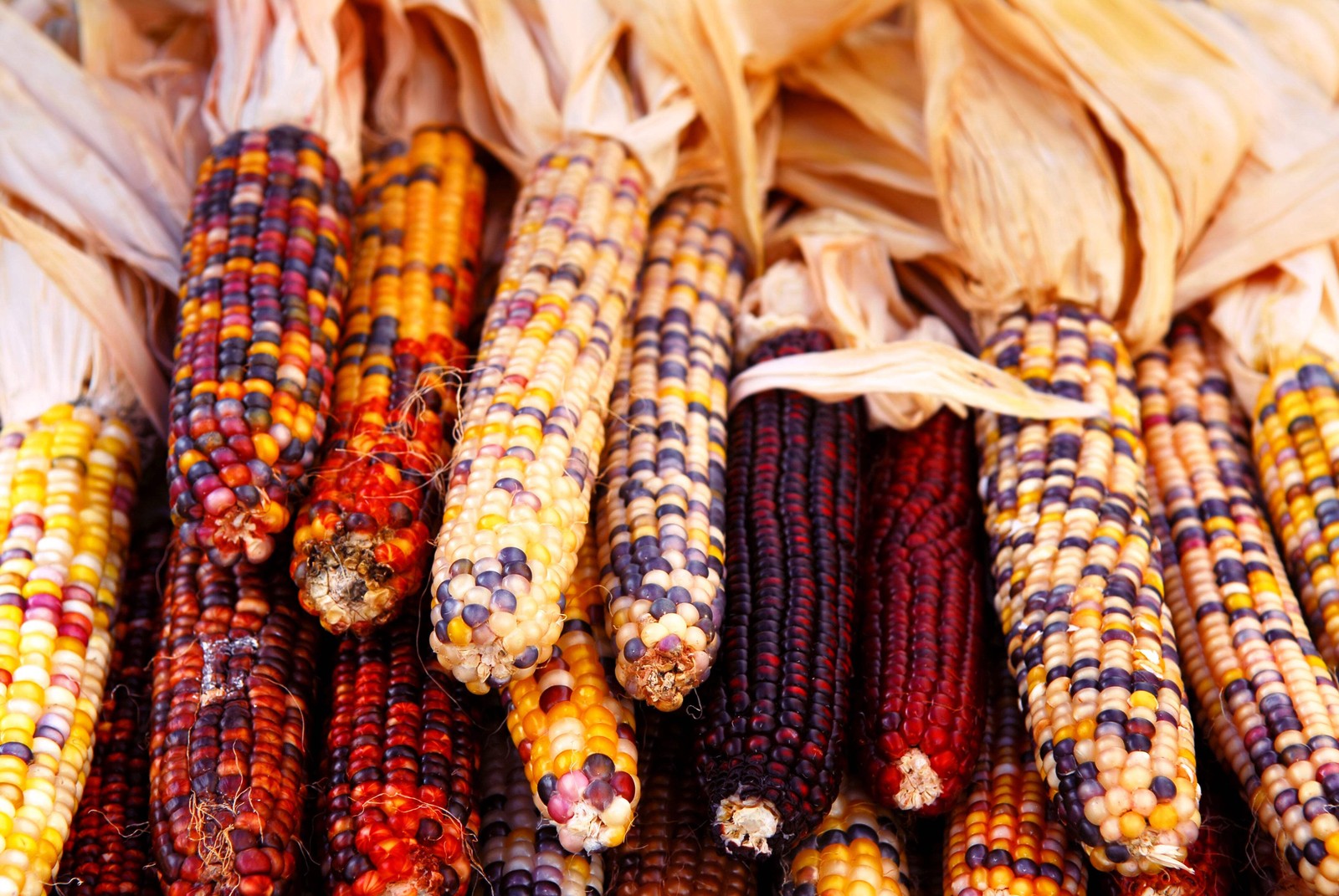 50 INDIAN MINI MIX CORN Miniature 4″ Ears Ornamental Zea Mays Vegetable SEEDS