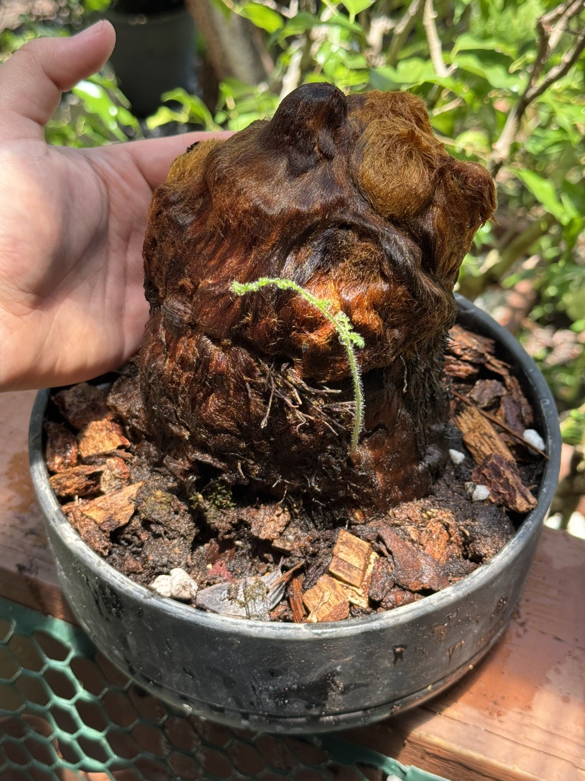 Cibotium Barometz Plant Extra Large Live Tree Fern
