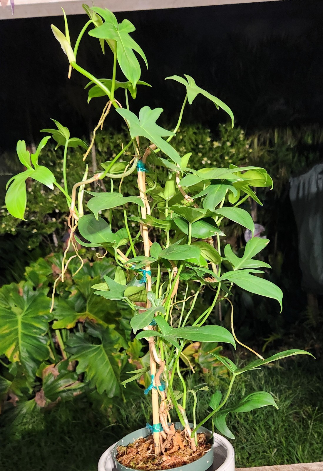 Philodendron Pedatum Plant in 6″ Pot 27″ Tall 15″ Wide LARGE