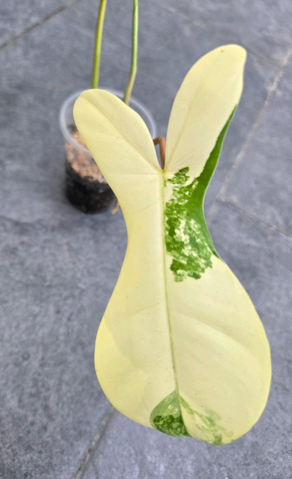 Variegated Philodendron Florida Beauty x Billietiae Jennifer not Monstera Mayoi