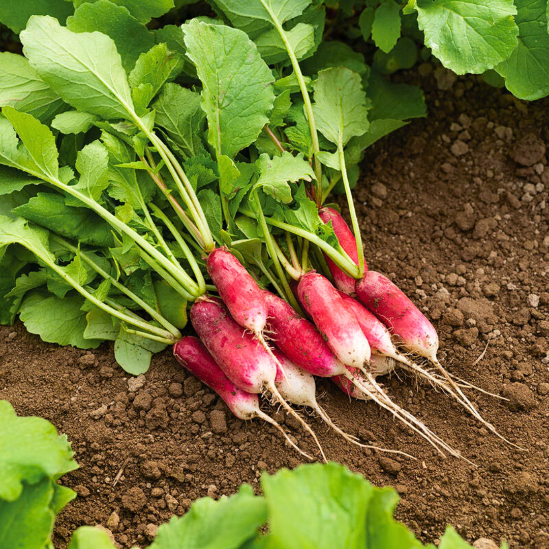 Fresh French Breakfast Radish Seeds | Heirloom Non-GMO | Fresh Vegetable Seeds