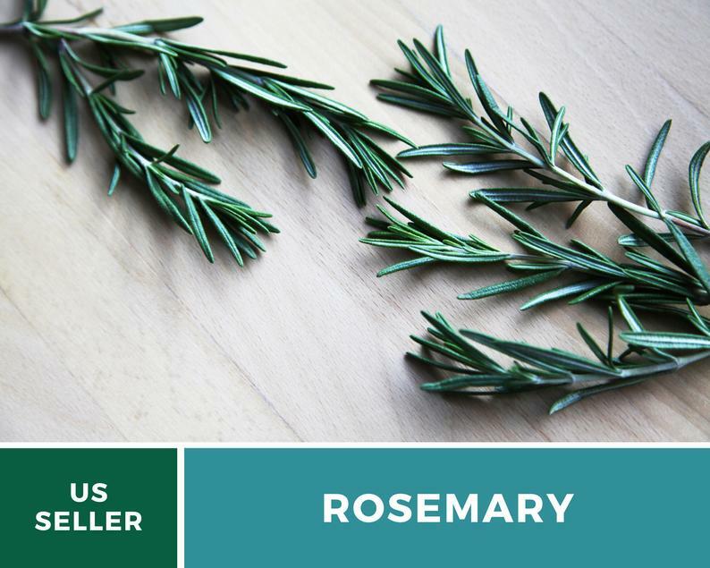Rosemary – 50 Seeds – Medicinal & Culinary Herb – GMO Free
