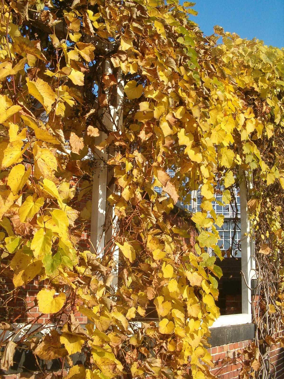 Amur Grape, Vitis amurensis, Vine Seeds (Edible, Fast, Fall Color, Hardy)