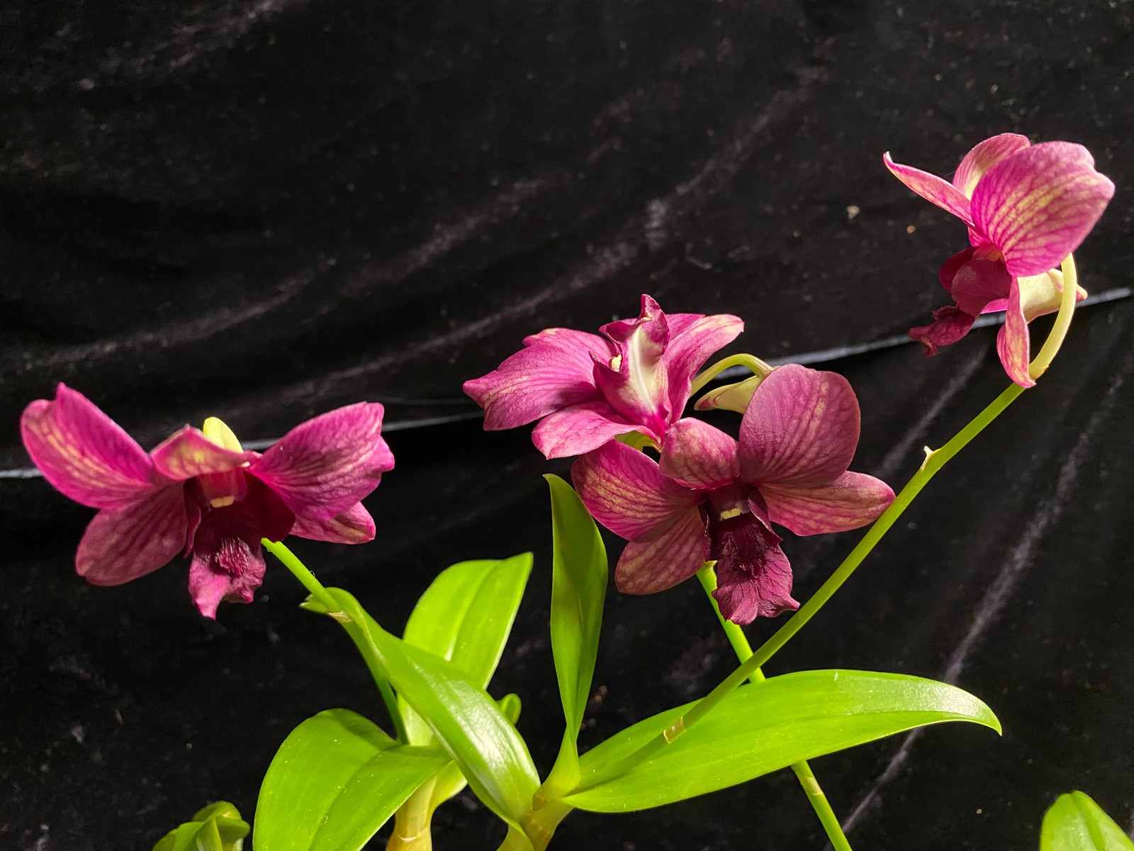 Den. Green – Purple Veins (New Hybrid!)