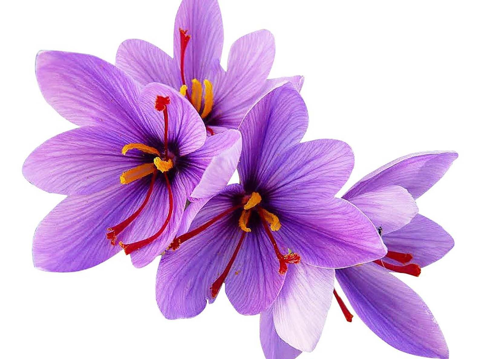 Saffron Crocus Corms – 10+ cm Bulbs for Planting with Full Instructions