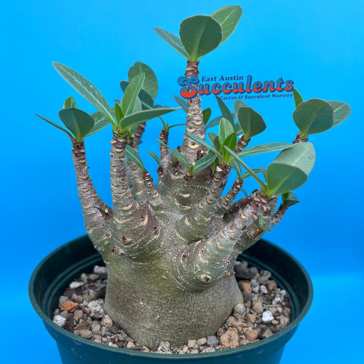Adenium thai socotranum hybrid ‘black skin’ – Live Rooted Succulent