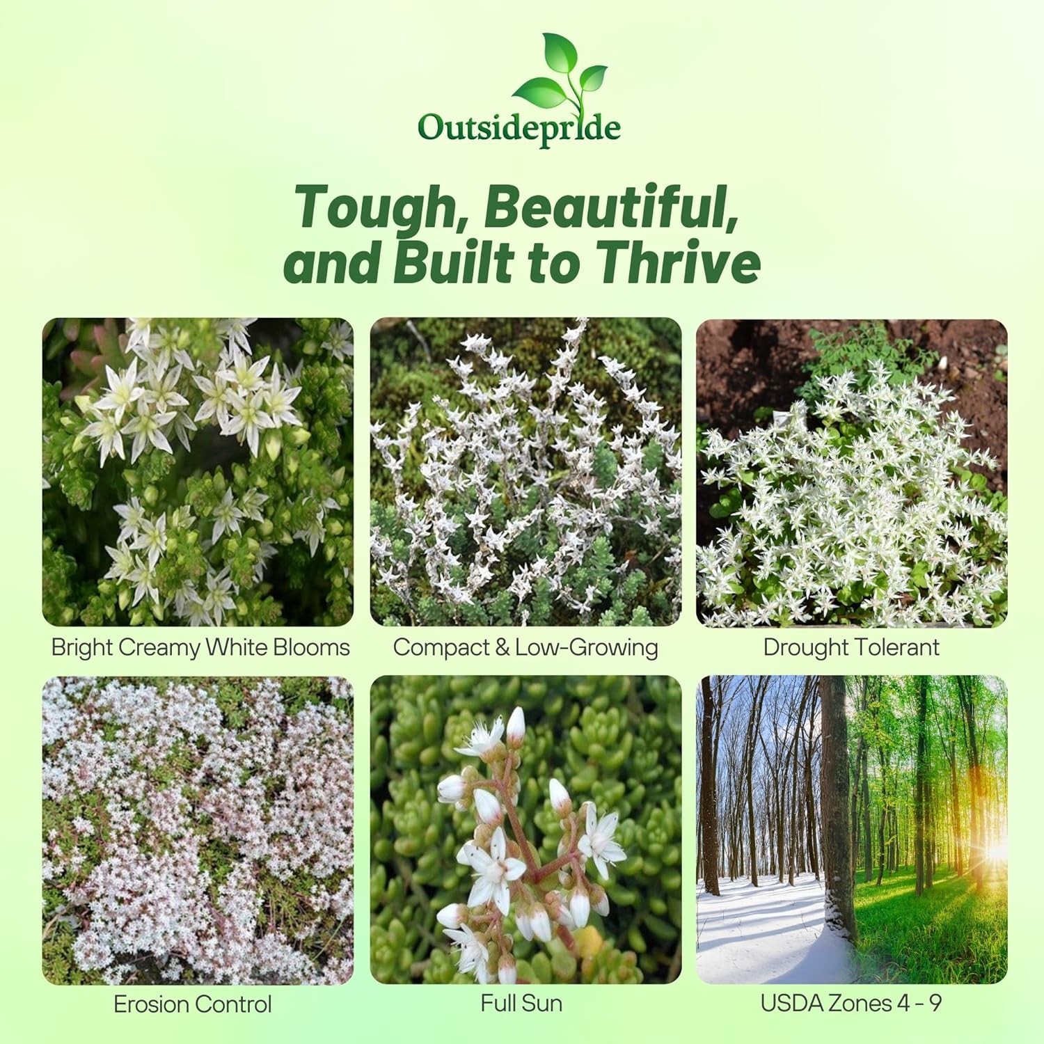 1000 Seeds Sedum Oktoberfest Drought Tolerant, Spreading, Ground Cover Plant