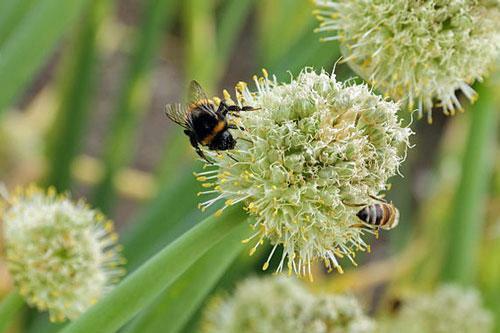 Allium fistulosum | Japanese Bunching or Welsh Onion | 5 Seeds