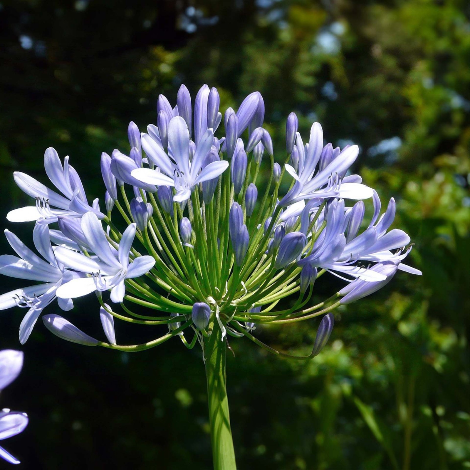 Frederick Street Park Agapanthus in 2.5” Nursery Cubes, Live Flowering Plants