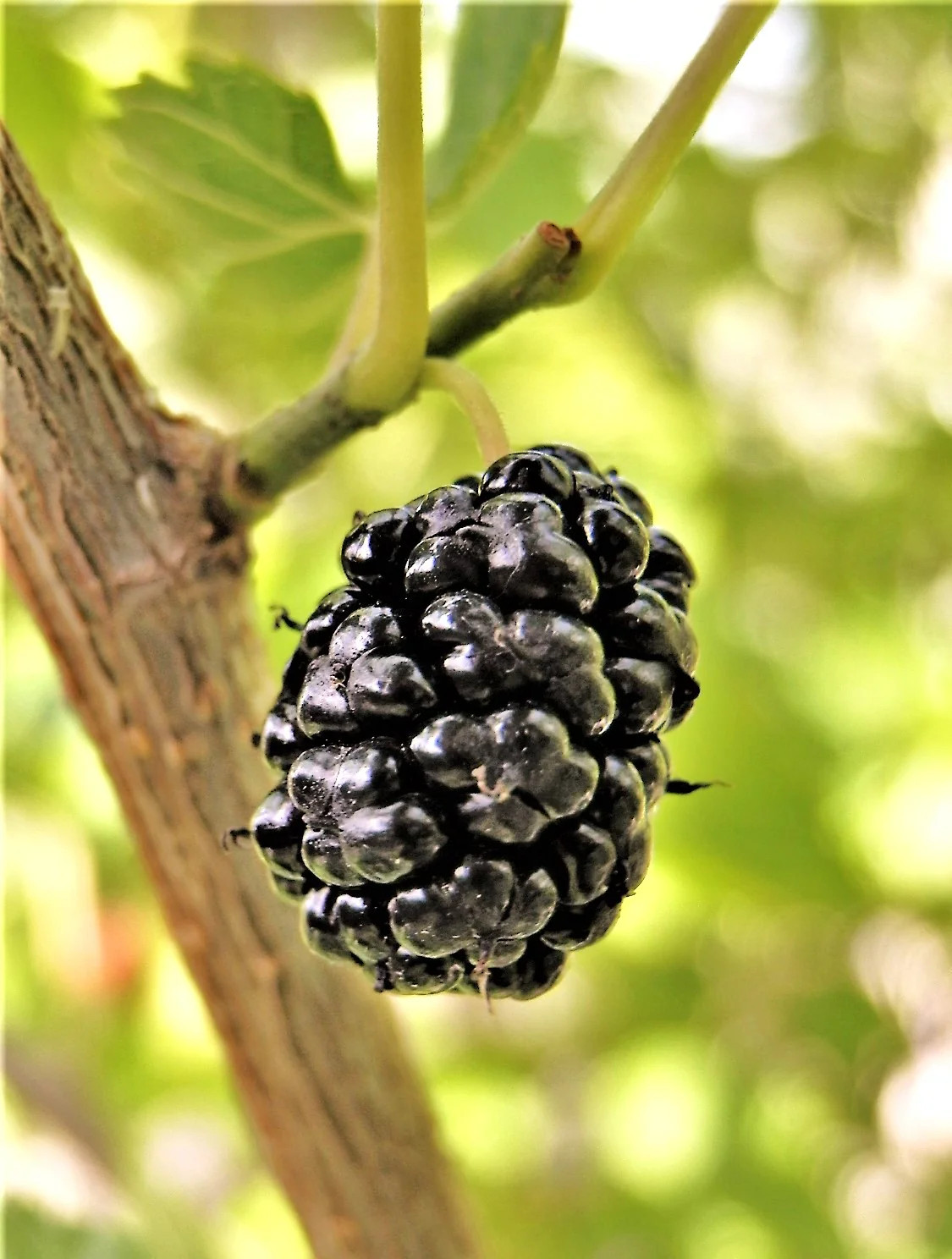 Black Mulberry Tree Seeds – For 2026 Planting Morus Nigra Huge Sweet Edible