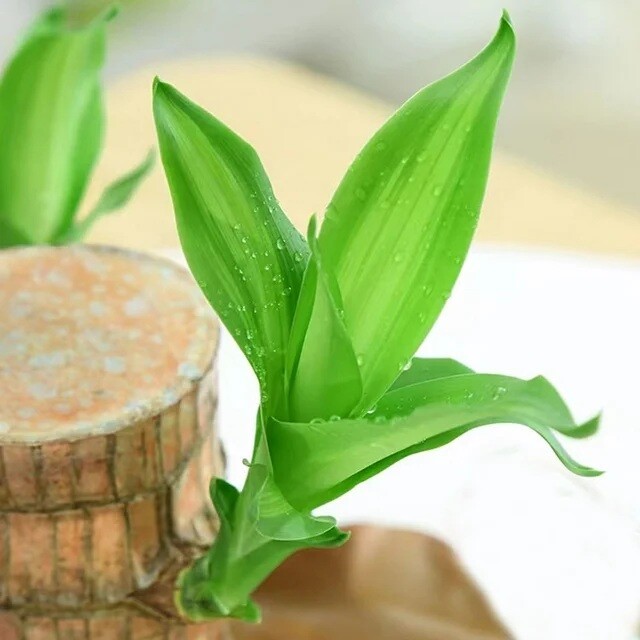 Brazilian Wood Plant Water Raise Mini Brazil Lucky Wood Potted Tree Indoor Decor