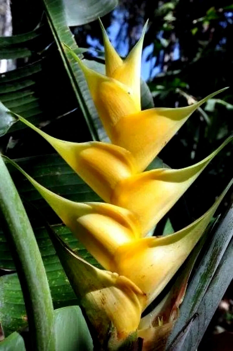 Mayan Gold Heliconia Seeds (H. champneana) Rare Lobster Claw Parrot Beak Flowers