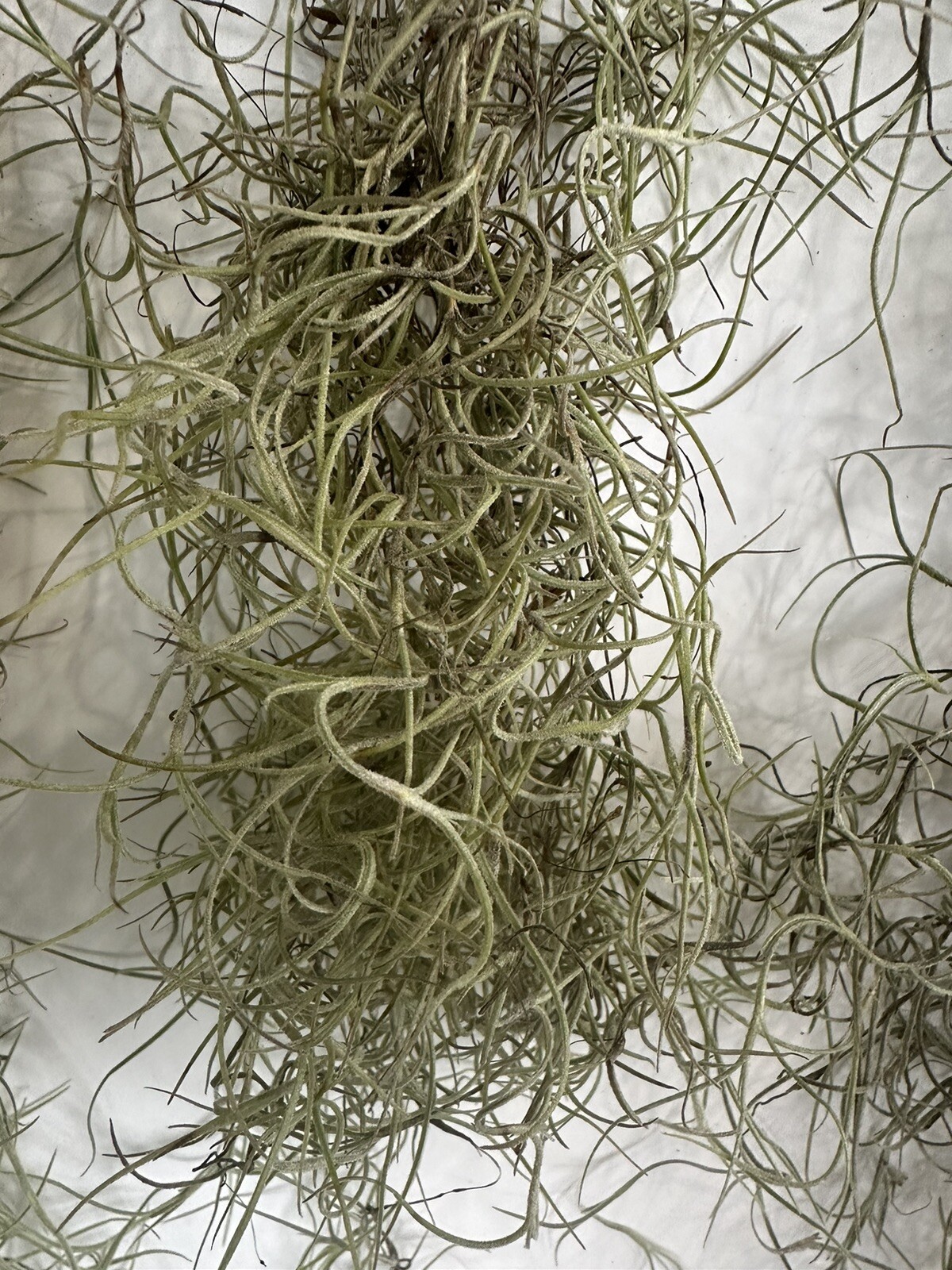 1LB/GAL Fresh Live Flowering SPANISH MOSS from Florida- Tillandsia AIR PLANT