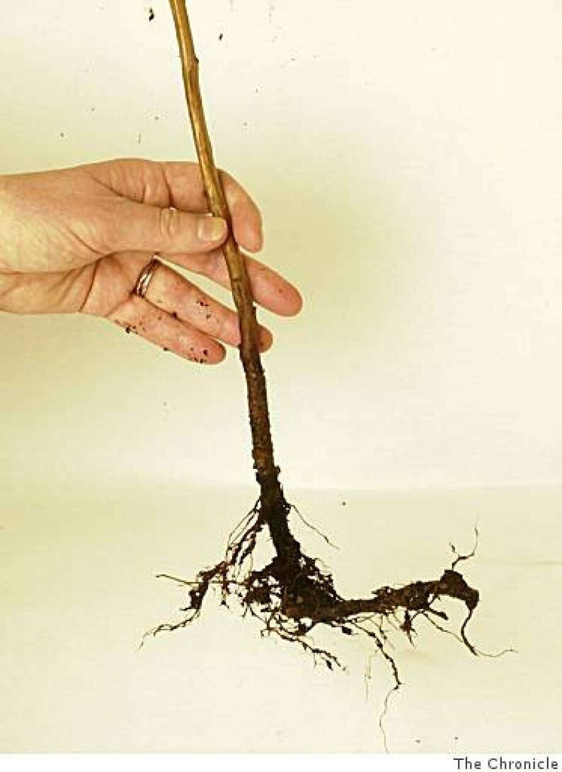 5 Raspberry Plants “Double Gold” Everbearing (5 Dormant Bare Root Canes)Zone 5-8