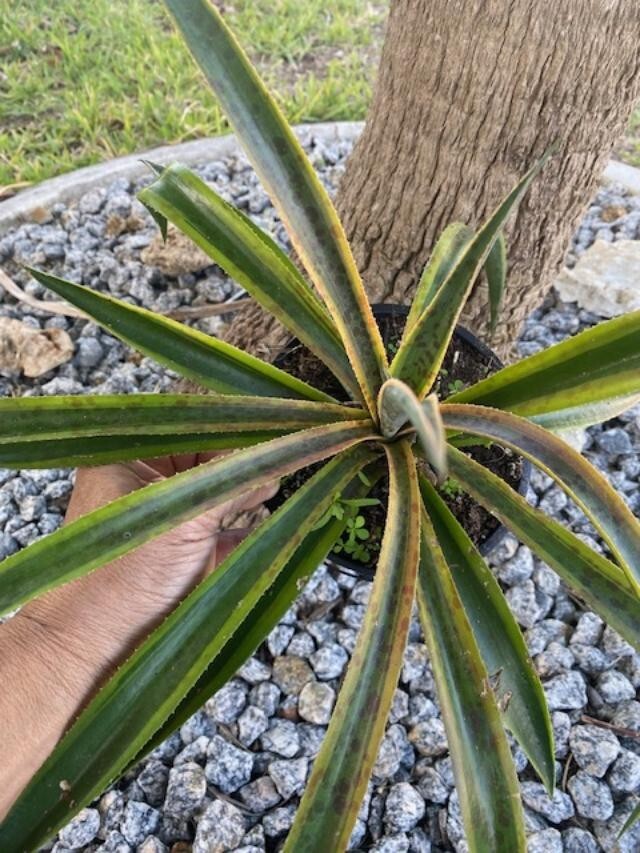 PINEAPPLE PUNCH (MANFREDA X AGAVE HYBRID) MATURE PLANT