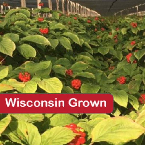 1 LB Stratified American Ginseng Seed Grow your own Wild Ginseng, Ready to Plant