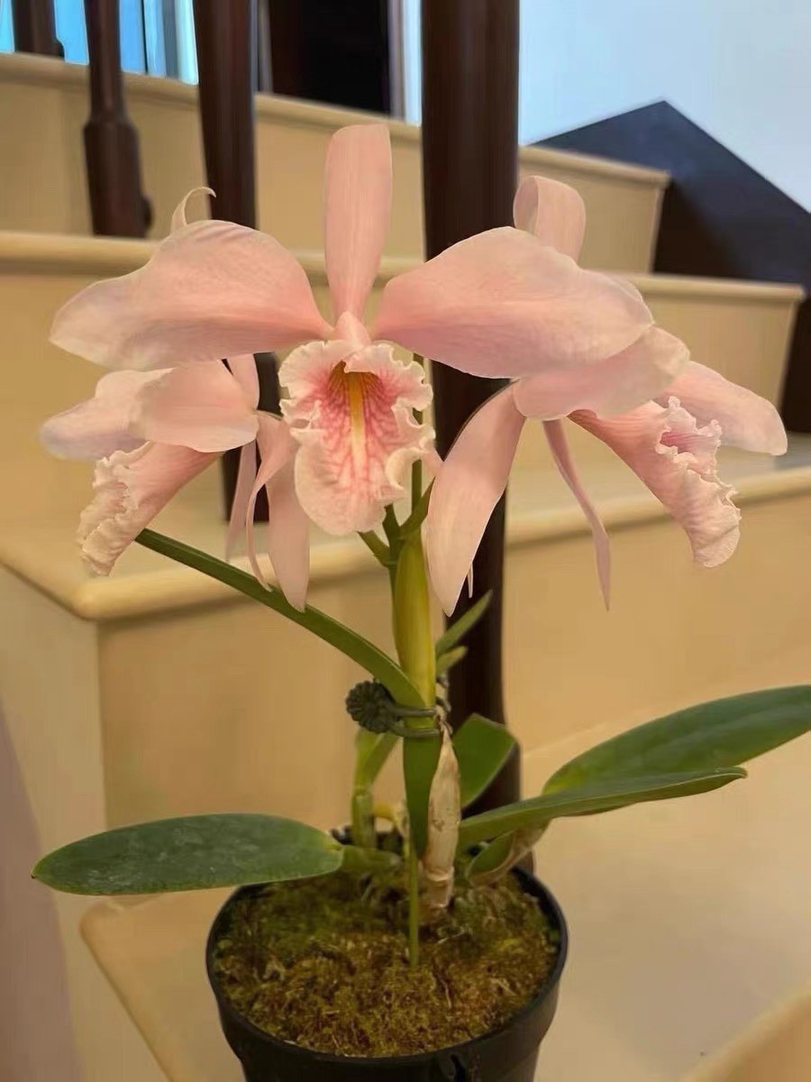 Cattleya maxima carnea ‘Sakura Whisper’ x Self Seedling Exact Plant Orchid
