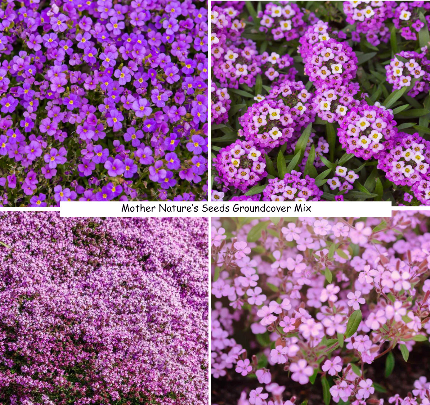 GROUNDCOVER DELUXE MIX Annual & Perennial Purple Flowers USA Non-GMO 2000 Seeds