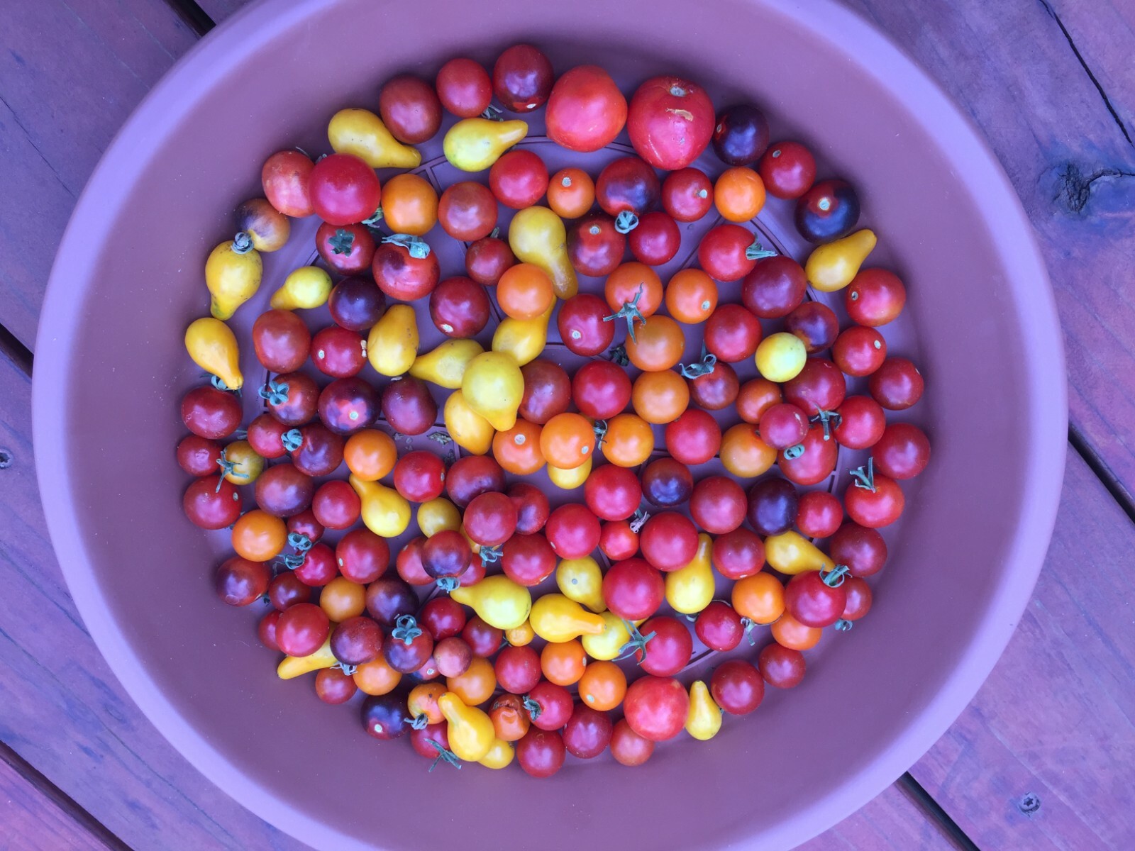 100 seeds Mix Cherry Tomato Orange Sungold, Blue Berries, Yellow Pear, Red +gift