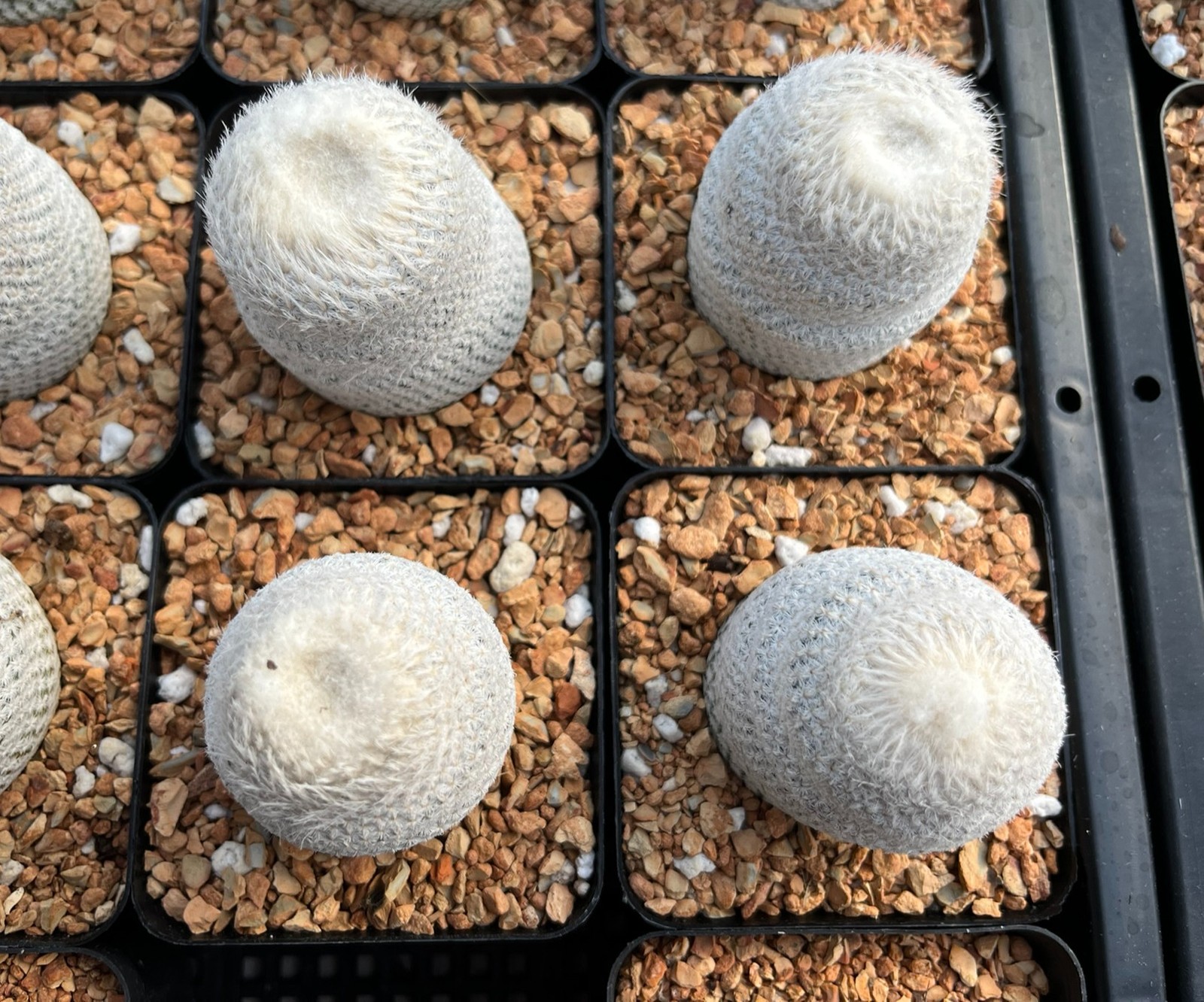 Cactus- Epithelantha bokei (pink fl. 3″ tall and large plants)