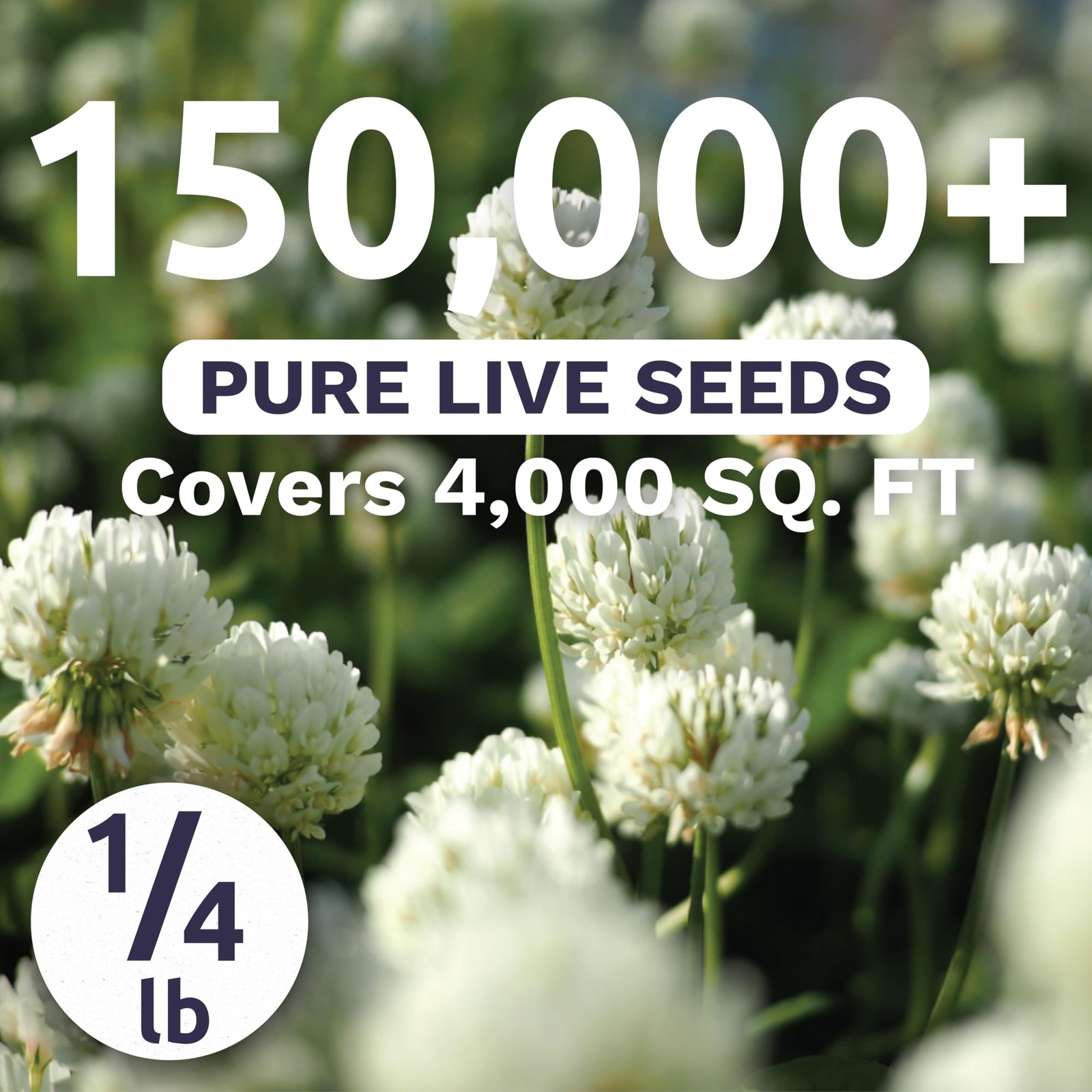 Bulk White Dutch Clover Seeds – 150,000 Flower Seeds for Planting