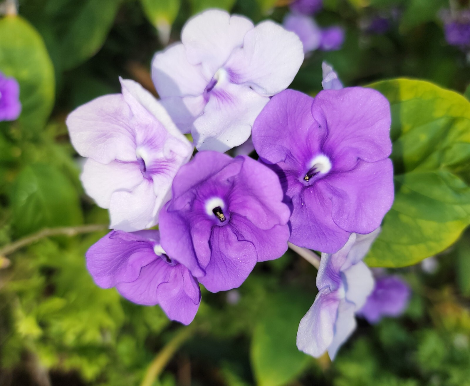 YESTERDAY, TODAY & TOMORROW Semi-Tropical Flowering Shrub, Purple White Lavender