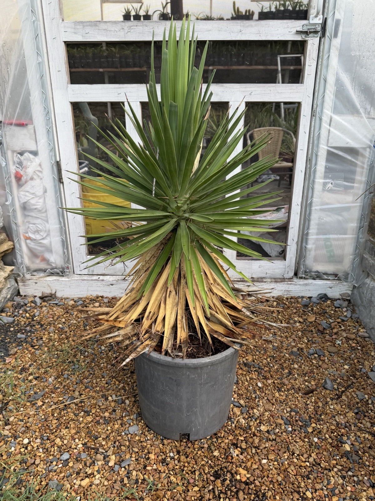Yucca aloifolia – 3 Gallon – Trunking Cold Hardy Yucca. Huge Size!!!