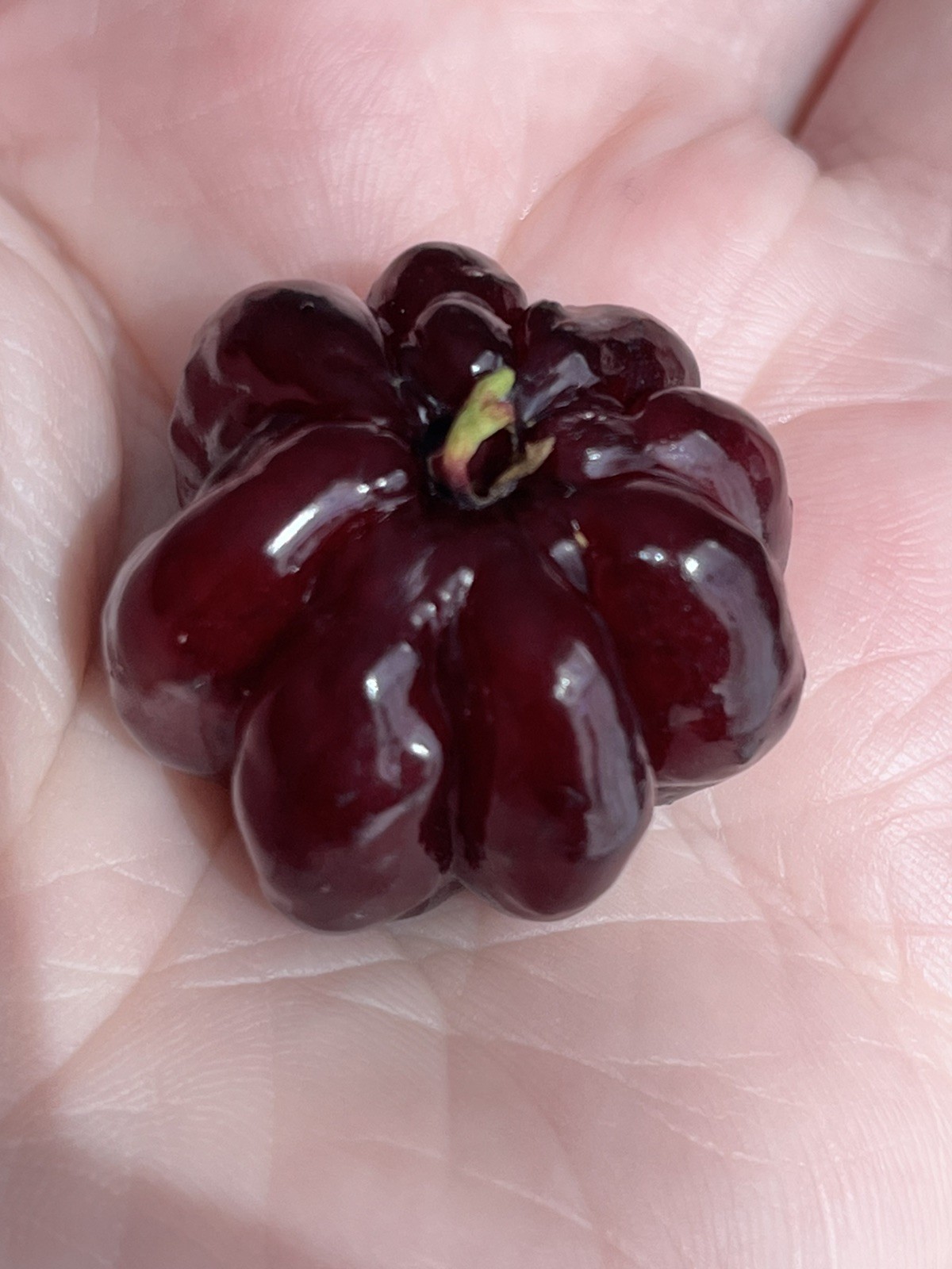 20 FRESH BLACK SURINAM CHERRY SEEDS – UNIFLORA – BEST SELLER!