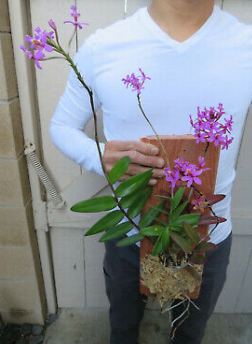 Epidemdrum plants